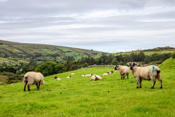 Naklejka na ściany i meble Irish Sheeps in Donegal