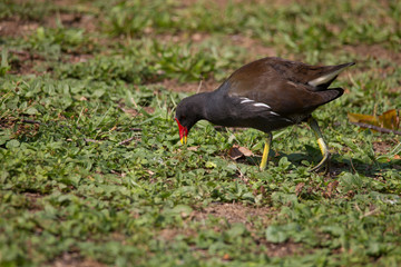 A Moorhen looking for food in the grass