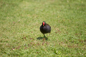 A Moorhen looking for food in the grass