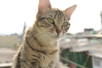 Gato mirando a lo lejos de cerca