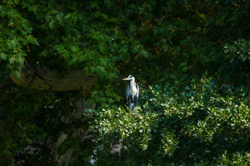 Young Great Blue Heron is sitting in the branches of a tree