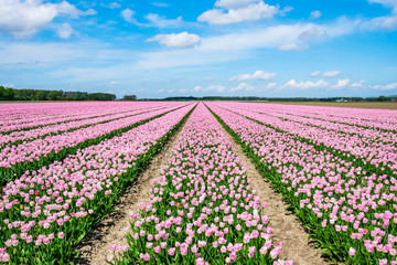 Tulips fields in Holland.  Agricultural landscape with plantation of tulips. Dutch flower fields. 