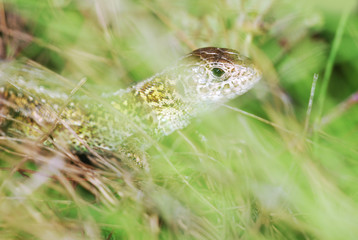 Lizard in nature