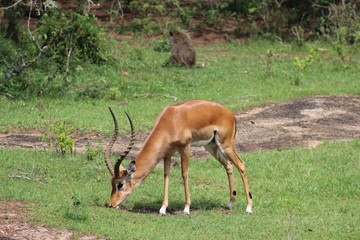 Naklejka na ściany i meble Antilope in Uganda Afrika - Im Hohen Gras stehend