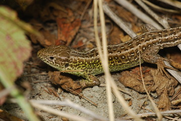 Lizard in nature