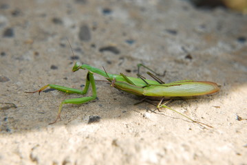 Praying mantis in natural habitat, macrophotography.