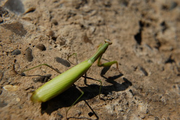 Praying mantis in natural habitat, macrophotography.