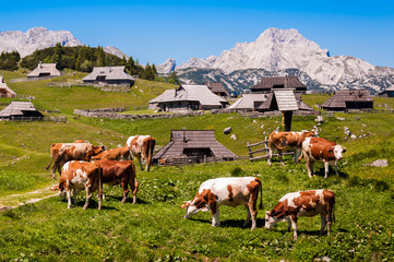 The cows and herdsmen's huts on the Big Pasture Plateau in Slovenia in the Kamnik–Savinja Alps northeast of Kamnik, Slovenia.