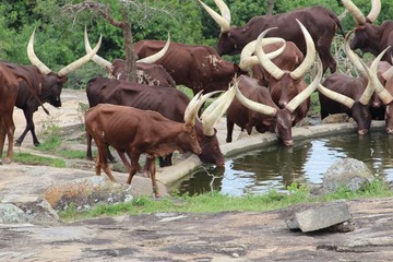 Trinkende Langhorn Kuh Herde am Wasserloch in Uganda Afrika