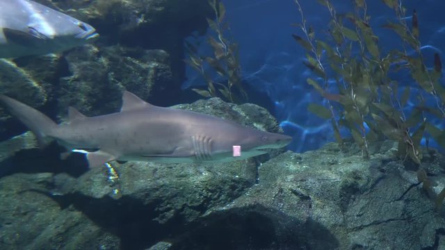 Shark floating along big stones, the dangerous predator of ocean