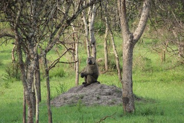 Pavian sitzend auf einem Stein im Wald - Uganda Afrika