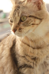 Gato tabby mirando a lo lejos closeup