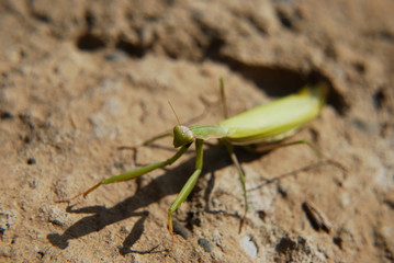 Praying mantis in natural habitat, macrophotography.