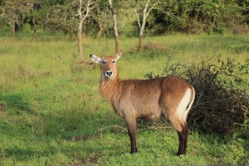 Naklejka na ściany i meble Reh in Uganda Afrika - Impala 