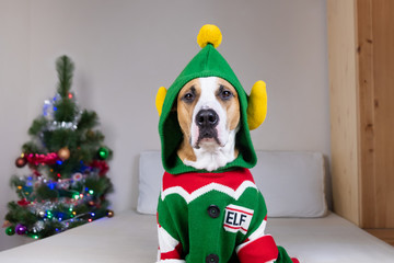 Funny staffordshire terrier dog with serious face in "ugly Christmas sweater". Cute dog sits in elf costume in bedroom decorated with fir tree