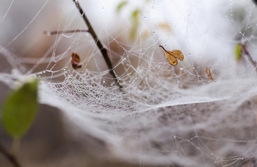 Fragile spider net in early in a foggy wet and cold morning
