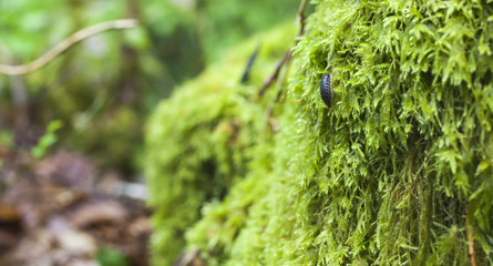 Fototapeta premium Green detail with a small insect, deep in the famous heritage forest of Huelgoat in Brittany, France