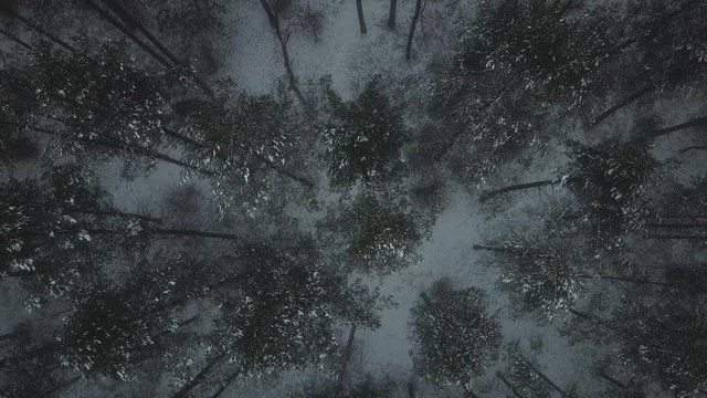 fog haze gray gloomy forest trees road path nature winter snow