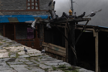 Pigeons flying from Dovecote