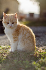 Obraz premium Le Chaton