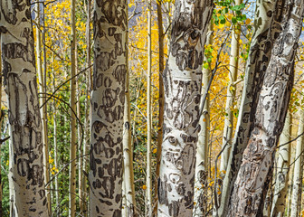 Aspen Bark Patterns