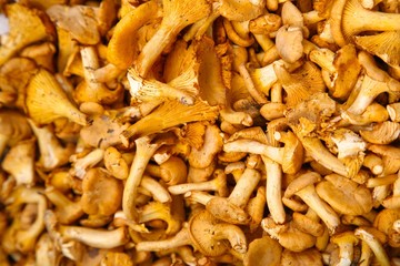 Mushrooms