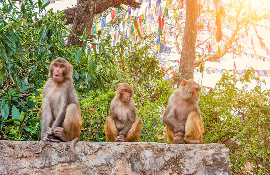 Macaque monkeys in the Swayambhunath, Kathmandu Valley, Nepal