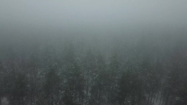 fog haze gray gloomy forest trees road path nature winter snow