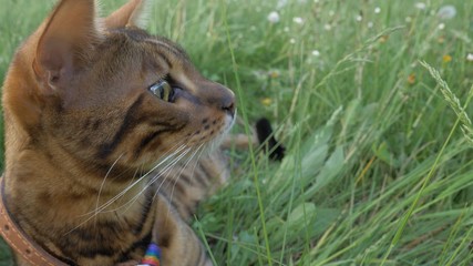 Bengal cat walks in the grass. He shows different emotions. Predator tracks down prey. He follows her with interest. Ears on the vertex, pointing forward: the cat is in a good mood, ready for the game