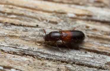 Corticeus bicolor on wood