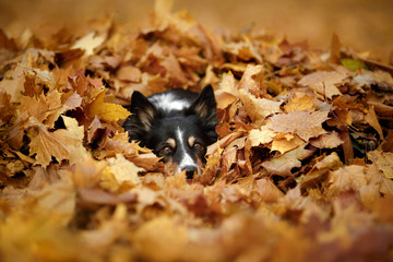 Obraz premium dog autumn on nature. active Pet in the Park. Yellow foliage, border collie tricolor