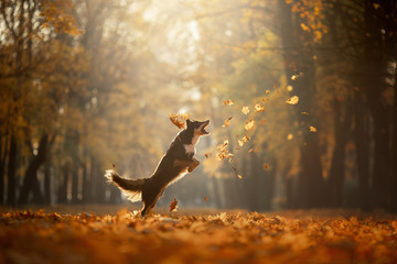 dog autumn on nature. active Pet in the Park. Yellow foliage, border collie tricolor