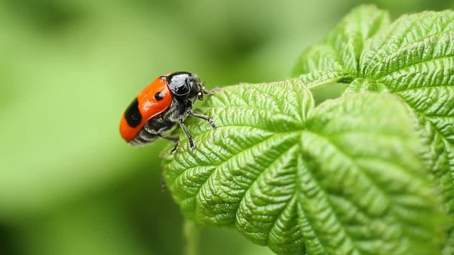 Smooth leaf beetle Clytra laeviuscula (suborder nemonious (Polyphaga)). Beetle with red wings with black dots on raspberry leaf