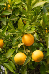 Oranges on Tree
