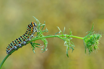 Сaterpillar of swallowtail - Stock Image