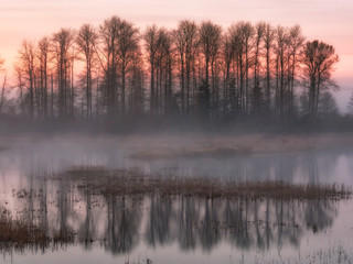 The sun rising behind some trees over the foggy marsh