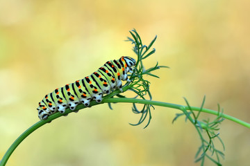 Сaterpillar of swallowtail - Stock Image