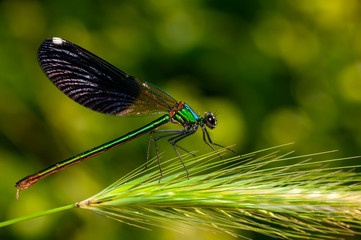 Beautiful nature scene dragonfly. Showing of eyes and wings detail.