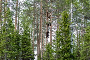 Bären in Finnland