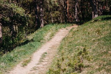 path in summer forest