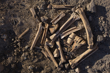 Bones of animals eaten by ancient people. The remains of cloven-hoofed animals.