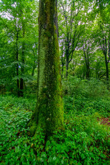 Obraz premium Tree texture