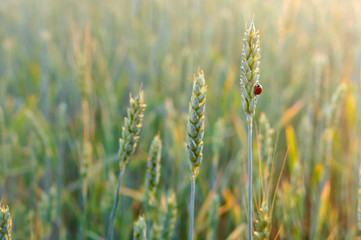 Ladybird on wheat spike.