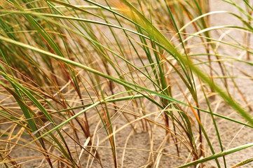 Grassy sandy beach. Grass in the sand.