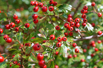 Fototapeta na wymiar Red hawthorn berries. Medical boysenberry. Ripe Hawthorn. 