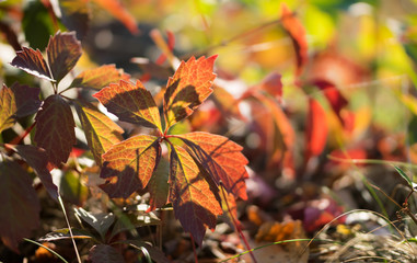 Colorful autumn leaves of wild grapes