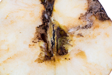 Close up Boring trace of a codling moth Cydia Pomonella, in a half wormy apple.
