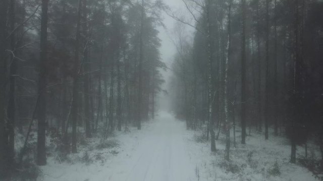 fog haze gray gloomy forest trees road path nature winter snow