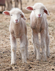 Lamb twins