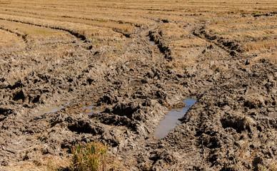 Campo de arroz después de la recolección 